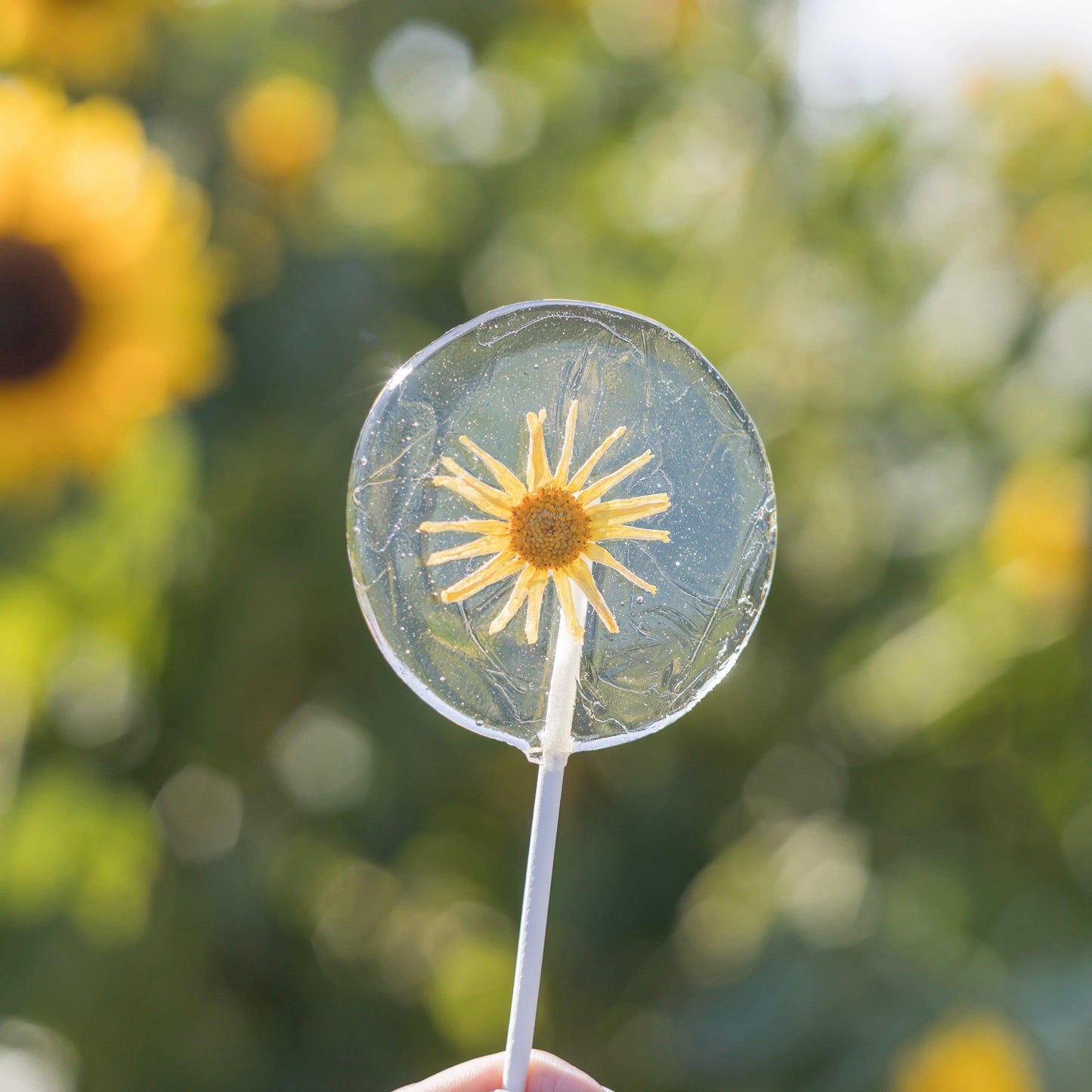 Sunflower Lollipops-Emily's Lollies