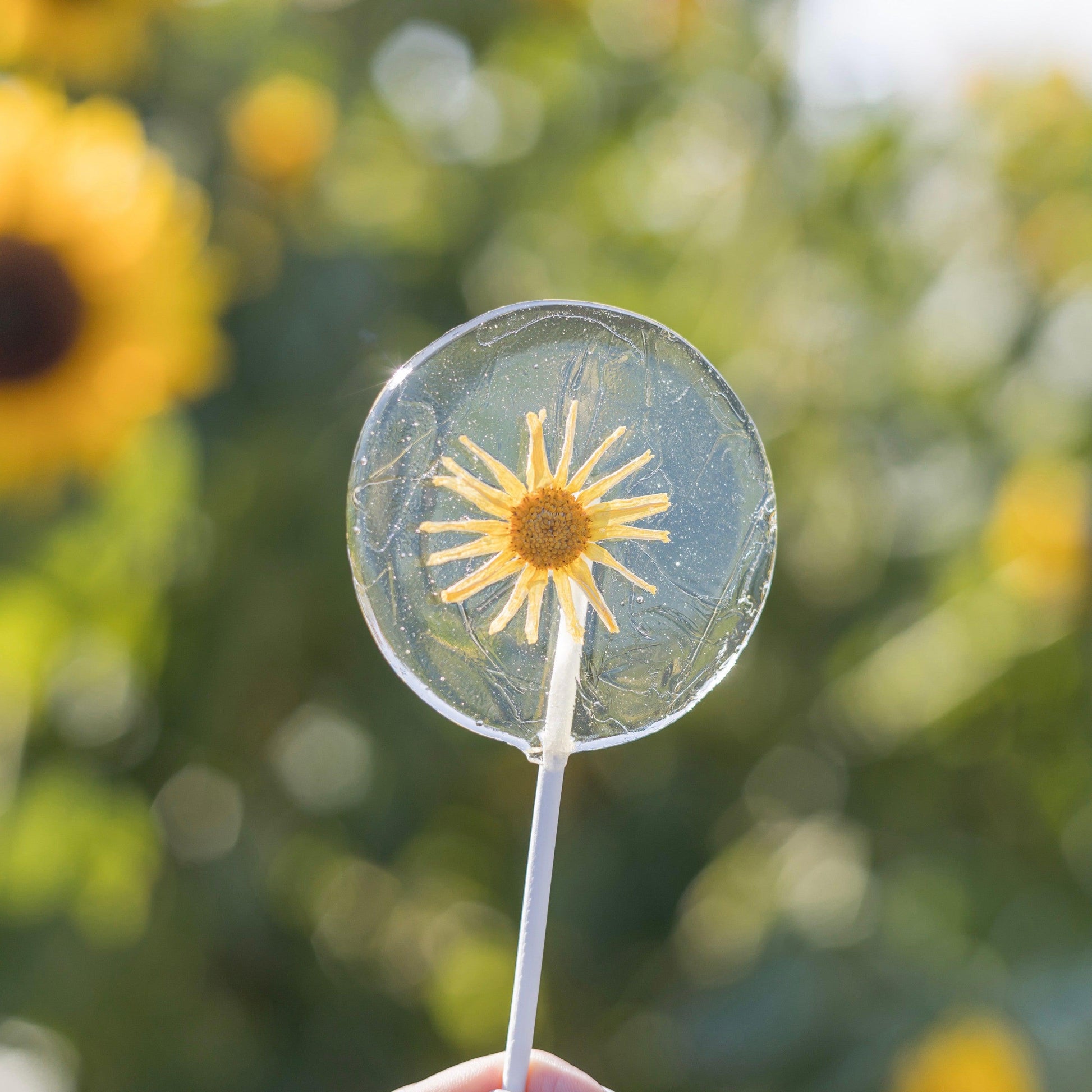 Sunflower Lollipops-Emily's Lollies-Small Round-None-No Text-Emily's Lollies